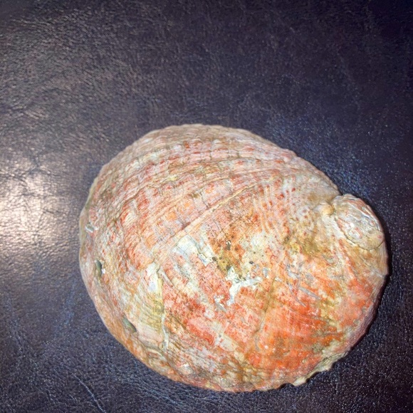 Alabone Shell - Picture 4 of 6